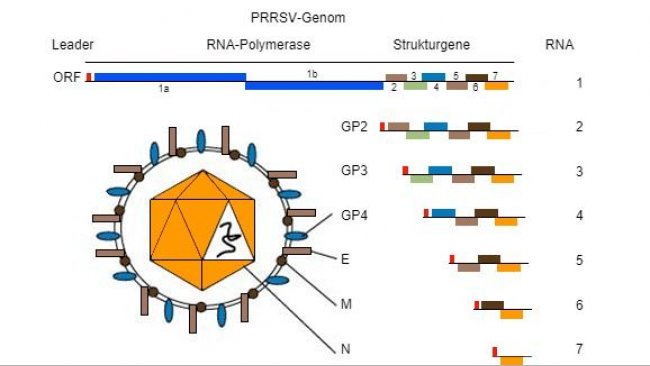 Abbildung 1: Das PRRSV-Genom ist ein einzelstr&auml;ngiges RNA-Molek&uuml;l.
