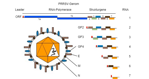 Abbildung 1: Das PRRSV-Genom ist ein einzelstr&auml;ngiges RNA-Molek&uuml;l.
