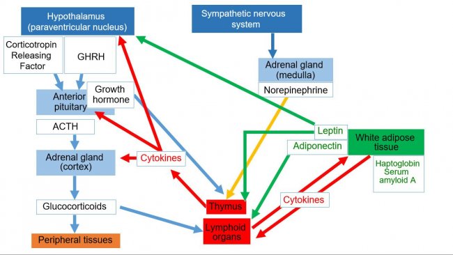 Abbildung&nbsp;1.Neuroendokrin-immunes System *ACTH: Adrenocorticotropes Hormon&nbsp;*GHRH: Growth hormone&ndash;releasing hormone
