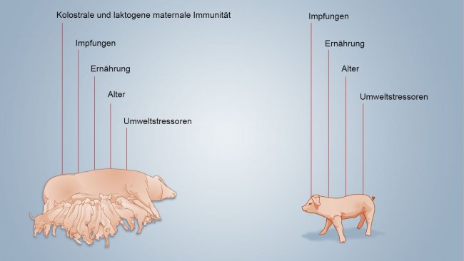 Abb. 2. Faktoren, die die Entwicklung der neonatalen Immunität beeinflussen