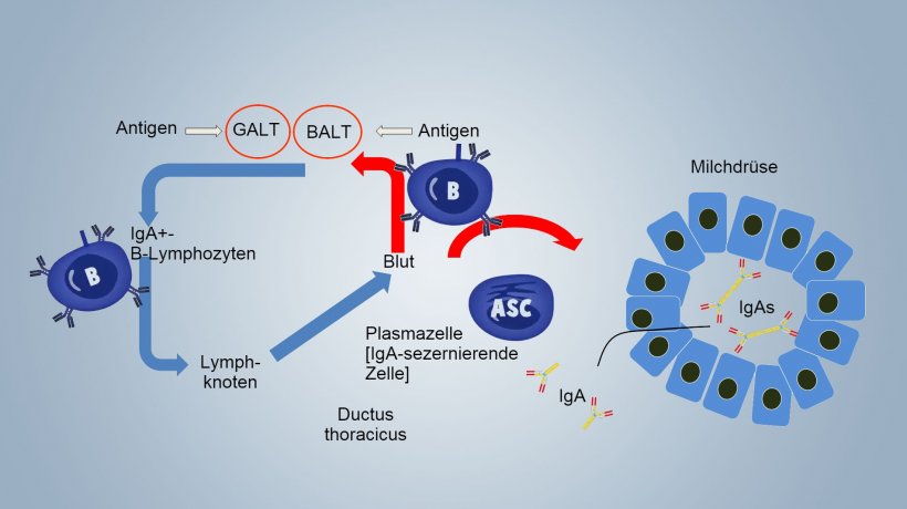 Abb. 1. Schema der laktogenen Immunit&auml;t
