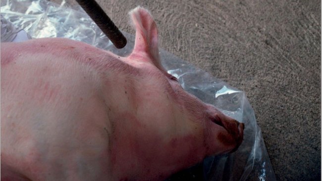 Abbildung 4: Zielen Sie bei Benutzung einer Flinte bei einem liegenden Schwein auf kurze Entfernung hinter das Ohr in Richtung des gegenüberliegenden Auges.