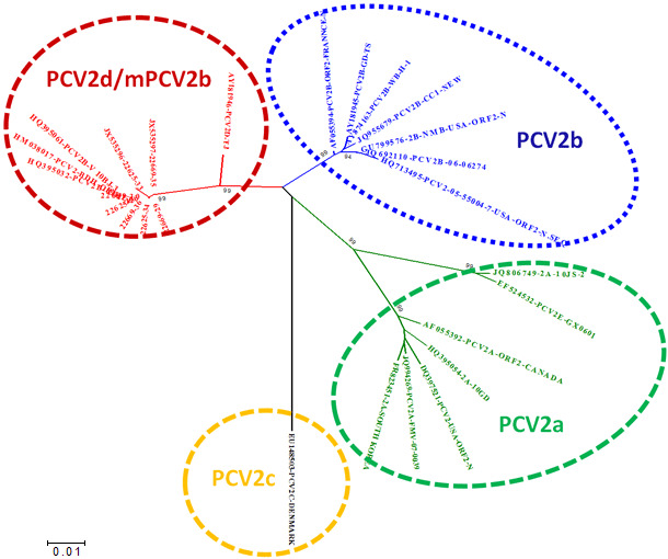 Beziehung zwischen den Hauptgenotypen von PCV-2 basierend auf ORF-2-Vergleich