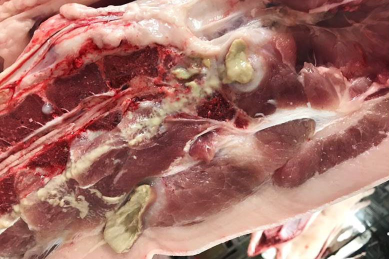 Abbildung 2: Abszess entlang der Wirbels&auml;ule aufgrund einer aufsteigenden Infektion nach einer Verletzung des Schwanzes, die jetzt verheilt ist.
