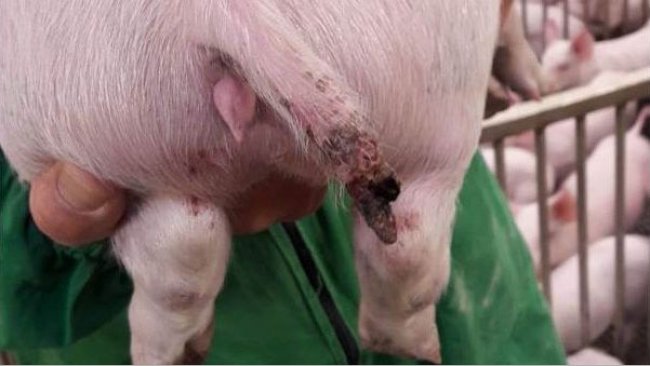 Abbildung 1: Schwere Verletzung bei einem Schwein von fast 15 kg, bei dem ein Teil des Schwanzes fehlt
