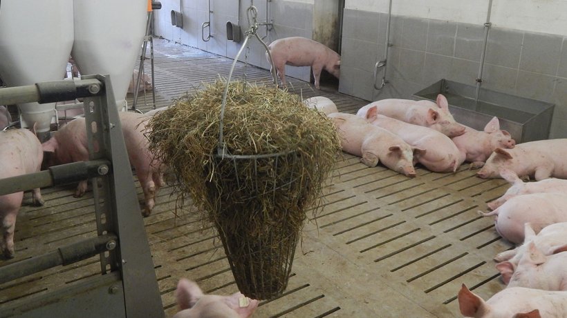 Bild 2: Den Schweinen zur Verf&uuml;gung stehendes Besch&auml;ftigungsmaterial (Bild mit freundlicher Genehmigung von Inge B&ouml;hne)
