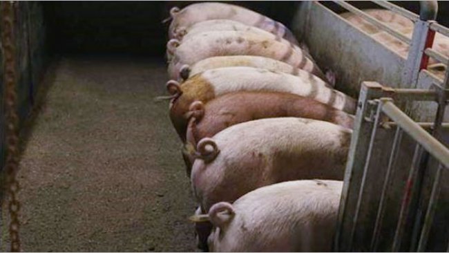 Bild 1: Nicht kupierte Schweine (Bild mit freundlicher Genehmigung von Inge B&ouml;hne)
