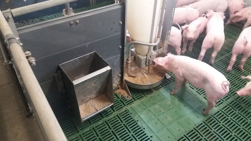 Bild 3: Nicht kupierte Schweine in einem Aufzuchtstall, in dem man Futter mit gro&szlig;k&ouml;rnigen Getreidepartikeln verf&uuml;ttert (Bild mit freundlicher Genehmigung von Inge B&ouml;hne)
