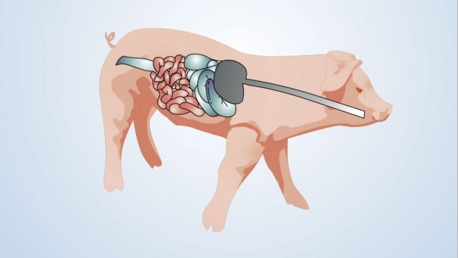 An der Darmgesundheit beteiligte Faktoren