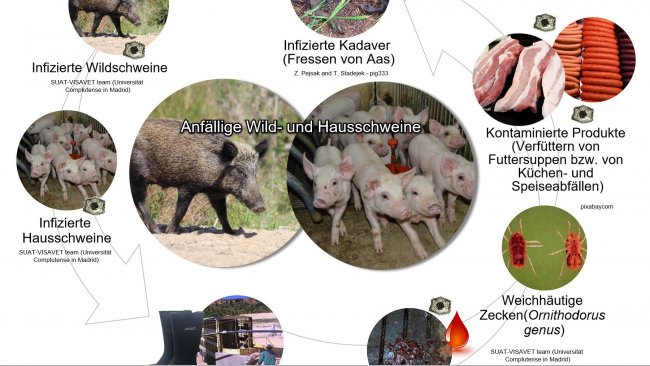 <p>Abbildung 1: &Uuml;bertragungswege des Virus der afrikanischen Schweinepest inklusive direktem und indirektem Kontakt mit infekti&ouml;sen Tieren, ihren Produkten, Ausscheidungen/ Sekreten und/oder Blut, Kadavern, verschiedenen kontaminierten Infektionstr&auml;gern und biologischen Krankheits&uuml;bertr&auml;gern (eigene Arbeit).</p>
