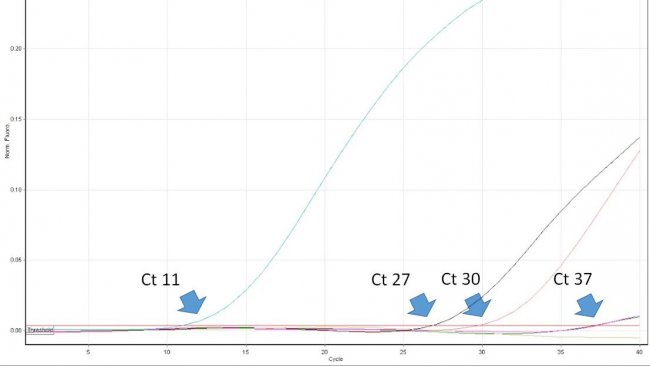 Abbildung 1: Der Schwellenwertzyklus (Ct-Wert) ist die erste Zyklusnummer der quantitativen Echtzeit-PCR, bei der Fluoreszenz festgestellt wird, was auf das Vorhandensein des entsprechenden Erregers in der Probe hinweist. Je niedriger der Ct-Wert, desto h&ouml;her ist die Menge des Krankheitserregers in der getesteten Probe. Sehr hohe Ct-Werte sind mit Vorsicht zu interpretieren, da sie trotz fehlender Ziel-DNA in der Probe aus dem spontanen Zerfall einer TaqMan-Sonde in den sehr sp&auml;ten Zyklen entstehen k&ouml;nnen.
