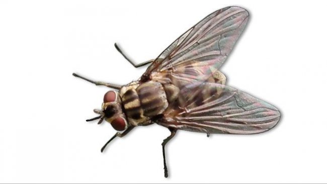 Gemeine Stechfliege (Stomoxys calcitrans)