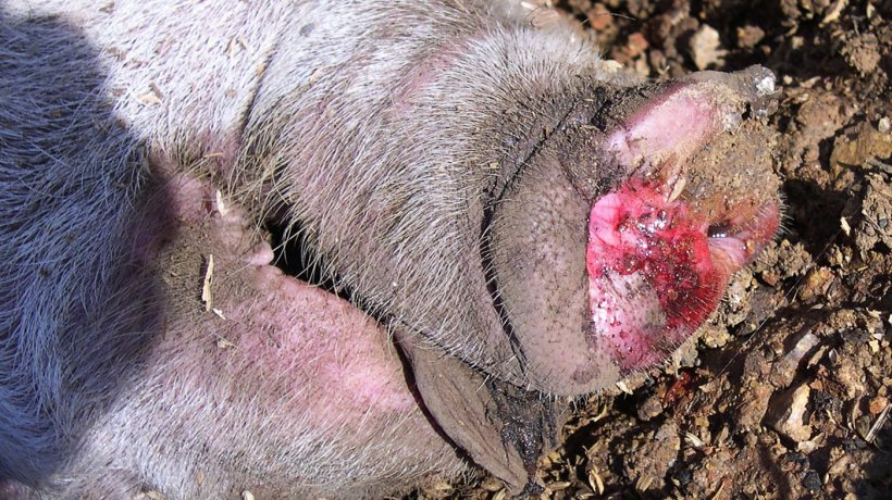 Abbildung 4: Blutiger Schaum beim Nasenausfluss eines betroffenen Schweins
