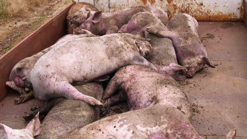 Abbildung 3: Zahlreiche tote und verendende Schweine im betroffenen Betrieb
