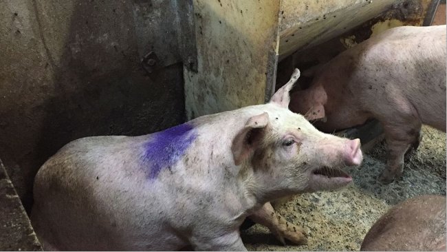 Abbildung 1: Schwein mit Husten in einem Krankenstall. Hinweis: Der Futterautomat im Krankenstall gibt Trockenfutter ad libitum aus.