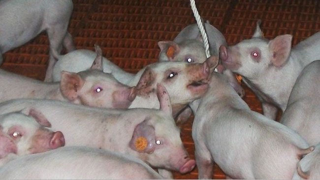 Bild 1: Probenahme von oralen Flüssigkeiten mithilfe von Kaustricken