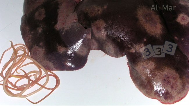 „Milk Spots“ an der Leber durch Ascaris suum