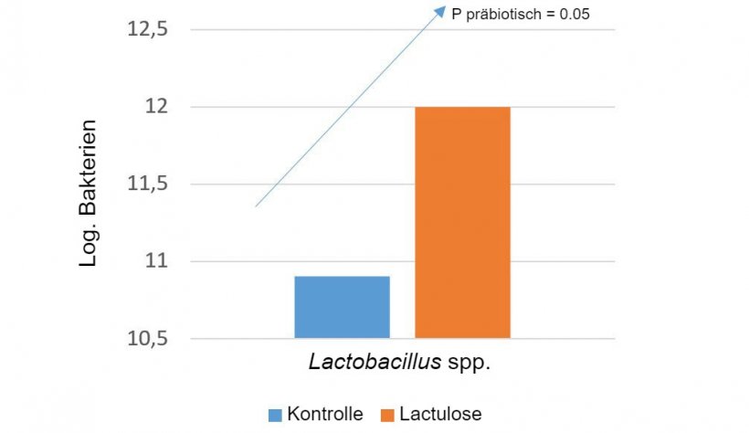Wir k&ouml;nnen bestimmte Pr&auml;biotika einsetzen, um die Mikroorganismenpopulationen zu f&ouml;rdern, die uns am st&auml;rksten interessieren. Zum Beispiel erh&ouml;ht Lactulose die Werte von Lactobacillus spp. (War et al. 2014).
