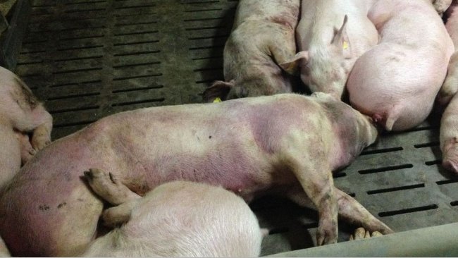 Bild von einem infizierten Schwein 14 Tage nach Feststellung der Krankheit: Schwere h&auml;morraghische L&auml;sionen am ganzen K&ouml;rper.
