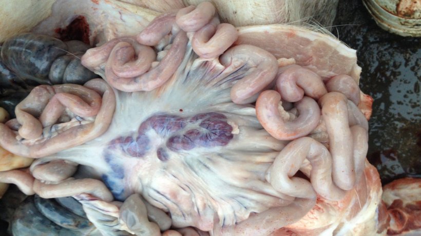 Bild von einem infizierten Schwein 14 Tage nach der ersten Feststellung der Krankheit: Vergr&ouml;&szlig;erte und h&auml;morraghische Lymphknoten.
