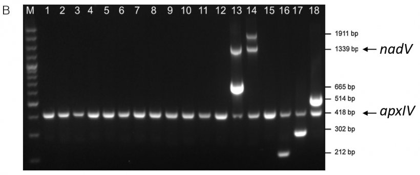 Abbildung 1: Serotypspezifischer Nachweis von Amplikonen aus APP-Referenzst&auml;mmen durch (A) mPCR1 f&uuml;r die Serotypen 1-12 und 15 und (B) mPCR2 f&uuml;r die Serotypen 13&ndash;14 und 16&ndash;18. Serotyp-Referenzst&auml;mme 1-18 = Lanes 1-18. Beide mPCRs zeigen ein 418bp-apxIV-Amplikon, das best&auml;tigt, dass es sich um APP-Proben handelt (angepasst von Boss&eacute; et al., 2018b).
