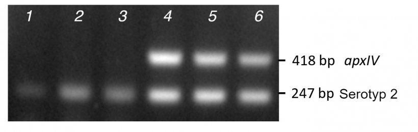 Abbildung 2: Vergleich der Bandenamplifikation aufrund der PCR gereinigter Kolonien (Lanes 1-3) versus DNA (Lanes 4-6) f&uuml;r drei klinische Serotyp-2-Isolate mit mPCR1.
