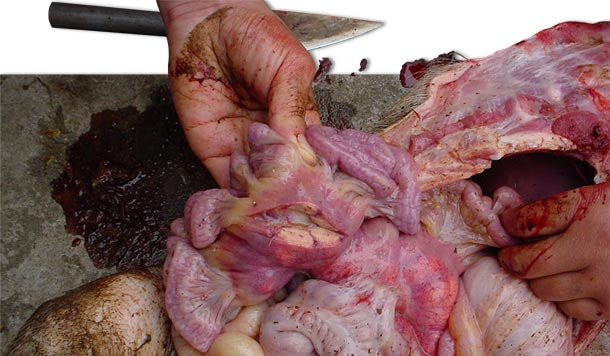 Die Sektion erkrankter Schweine zeigt vergrößte inguinale und mesenteriale Lymphknoten.
