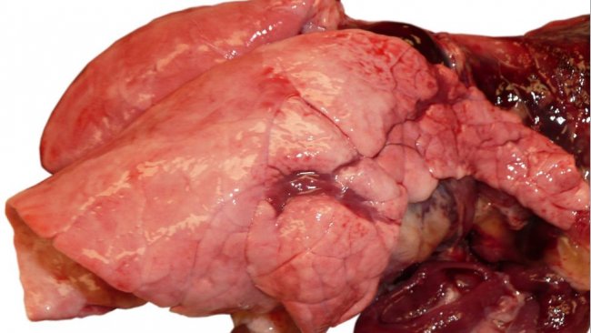 Bild 1: Virale Lungenentz&uuml;ndung aufgrund einer Influenza-Infektion bei einem Mastschwein
