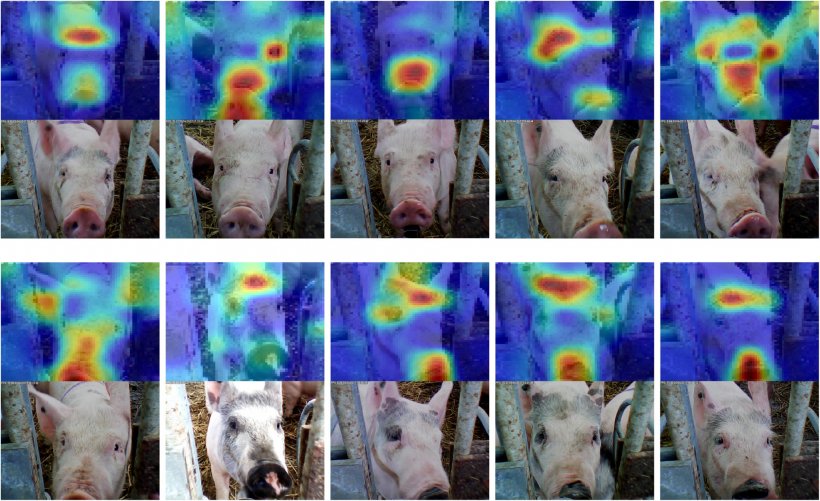 Abbildung 6: Gesichtserkennung bei Schweinen. Quelle: Hansen et al. 2018
