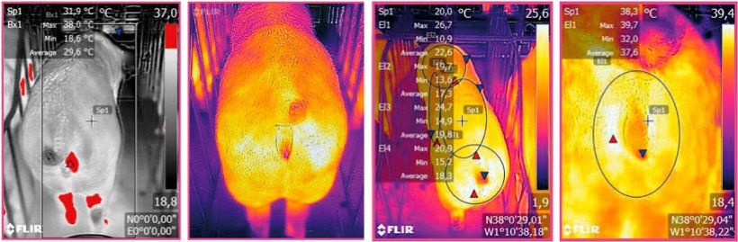 Abbildung 3: Thermografisches Bild, das von einem FLIR-Ger&auml;t aufgenommen wurde, das mit einem Smartphone verbunden war. Quelle: Ramis et al. 2017
