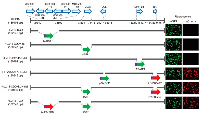 Abbildung 1: Entwicklung verschiedener Viren der Afrikanischen Schweinepest (ASPVs) durch Gendeletion und Bewertung ihrer Virulenz. Schematische Darstellung der Gene und Regionen, die in jedem durch Gendeletion entstandenen ASP-Virus gel&ouml;scht wurden. Wie zu sehen wurden die gel&ouml;schten Gensegmente durch die Reportergenkassetten p72eGFP, eGFP oder p72mCherry ersetzt. Die mit dem Virus infizierten prim&auml;ren Alveolarmakrophagen des Schweins zeigen unterschiedliche Fluoreszenz, wie auf der rechten Seite des Panels zu sehen ist. Die Nukleotidpositionen, die bez&uuml;glich des ASPV HLJ/18-Genoms die Grenzen der Deletion angeben, sind gekennzeichnet.
