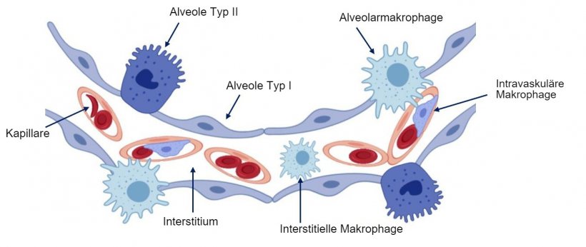 Abbildung 2: Diagramm der pulmonalen Alveolarwand
