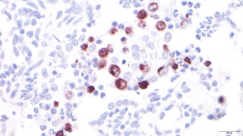 Abbildung 3: PRRSV-infizierte Alveolarmakrophagen
