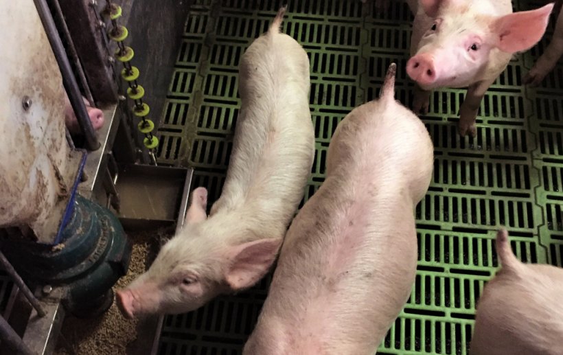 Foto 3: Schwein mit Wachstumsverz&ouml;gerung
