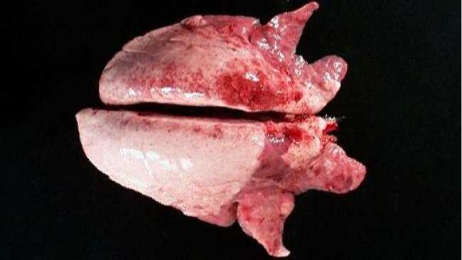 Bild 2: Mit Mycoplasma hyopneumoniae kann eine kranioventrale Konsolidierung der Lunge beobachtet werden.
