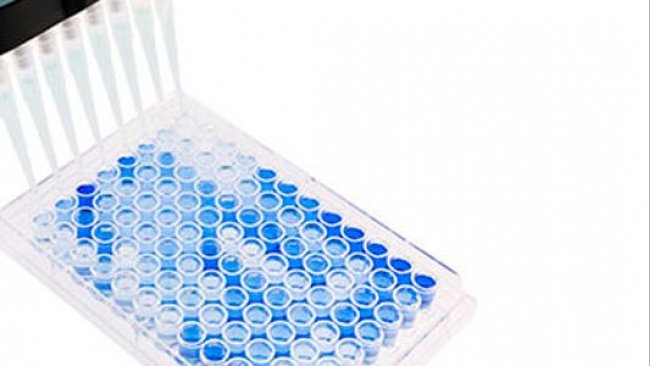 Bild 1: 96-Well-Mikrotiterplatte mit Flachboden f&uuml;r ELISA-Tests in der PRRSV-Serologie. Positive Proben sind blau dargestellt. Quelle: Base Pair Biotechnologies.
