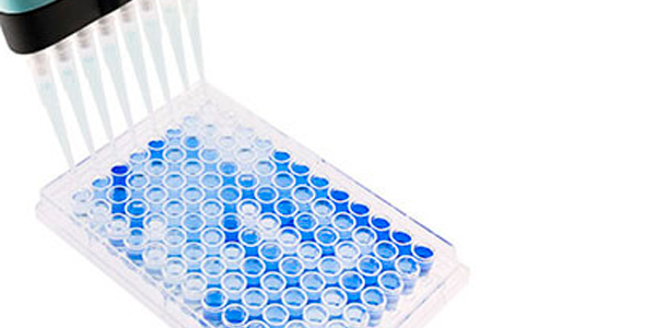 Bild 1: 96-Well-Mikrotiterplatte mit Flachboden f&uuml;r ELISA-Tests in der PRRSV-Serologie. Positive Proben sind blau dargestellt. Quelle: Base Pair Biotechnologies.
