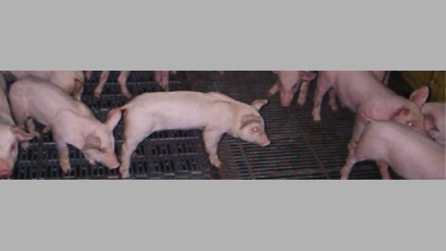 Apathische Ferkel mit Appetitlosigkeit während der Bestandsuntersuchung