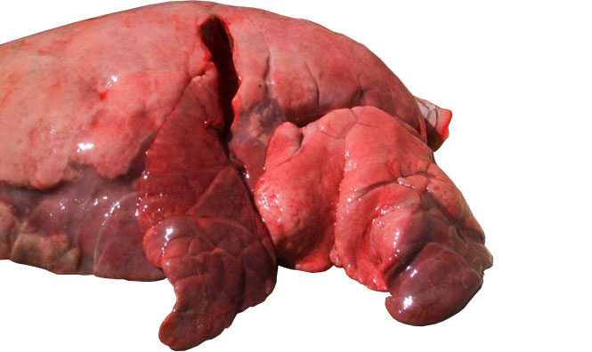 Abbildung 4: Kranialer und mittlerer Lungenlappen, die von interstitieller Bronchopneumonie, hervorgerufen durch SIV, betroffen sind
