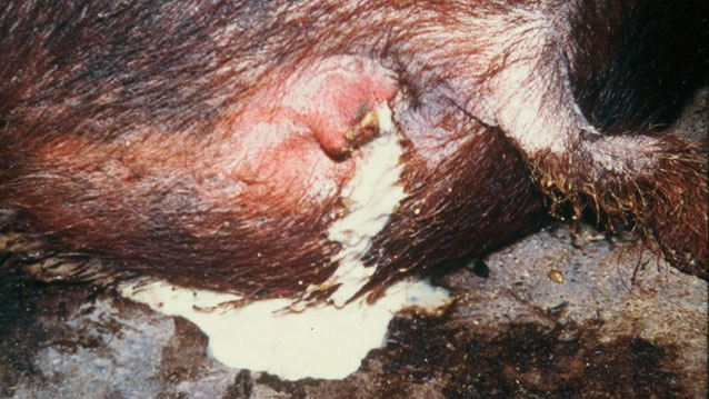 <p>Foto 1: Sau mit Ausfluss der Vulva</p>
