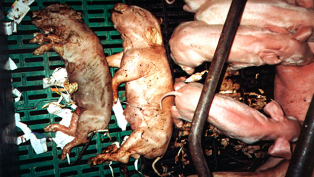 <p>Foto 2: Totgeborene Ferkel und Mumien</p>
