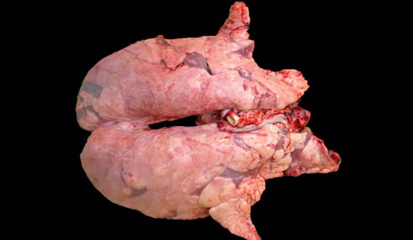 Abbildung 2: Mit M. hyopneumoniae und PRRSV koinfizierte Lunge eines Schweins. Nicht kollabierte Lunge mit r&ouml;tlich-braunen Bereichen mit L&auml;sionen, die &uuml;ber das Parenchym verteilt sind, typischen PRRS-L&auml;sionen, die gleichzeitig r&ouml;tliche konsolidierte Stellen in den kranioventralen Bereichen aufweisen, die durch die Infektion mit M. hyopneumoniae hervorgerufen wurden.
