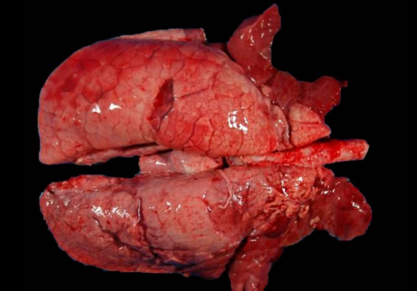 Abbildung 4: Mit M. hyopneumoniae und SIV koinfizierte Lunge eines Schweins. Rote konsolidierte Stellen in den kranioventralen Teilen der Lunge und einige kleinere Bereiche im Zwerchfelllappen. Bei diesen kranioventralen L&auml;sionen gibt es sowohl L&auml;sionen durch M. hyopneumoniae als auch L&auml;sionen aufgrund von SIV, so dass eine makroskopische Unterscheidung zwischen ihnen unm&ouml;glich ist.
