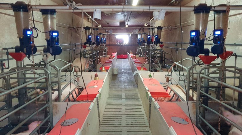 Foto 1: Elektronische Futterautomaten, die im Abferkelstall eines kommerziellen landwirtschaftlichen Betriebs (Centro de Experimentaci&oacute;n Porcino, Aguilafuente, Segovia) installiert sind, wo die Studie durchgef&uuml;hrt wurde.
