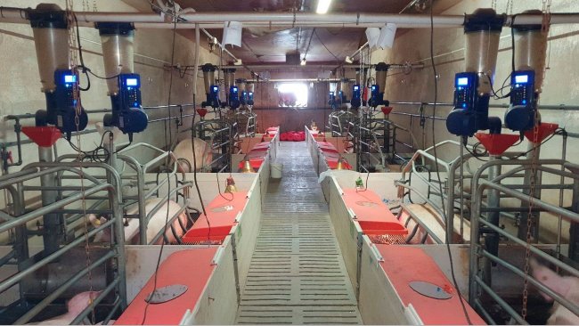 Foto 1: Elektronische Futterautomaten, die im Abferkelstall eines kommerziellen landwirtschaftlichen Betriebs (Centro de Experimentaci&oacute;n Porcino, Aguilafuente, Segovia) installiert sind, wo die Studie durchgef&uuml;hrt wurde.
