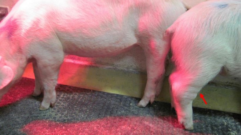 Abbildung 1: Chronische Form der Afrikanischen Schweinepest (ASP). Der Pfeil zeigt geschwollene Gelenke. Quelle: Walczak et al. Pathogens, 2020,9, 237
