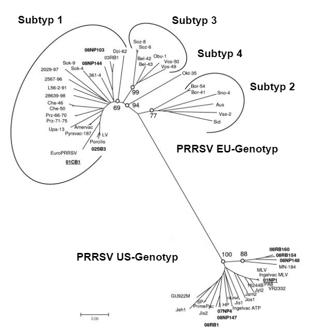 Abbildung 1:&nbsp;Phylogenetische Beziehung der PRRS-Viren, ORF5-Sequenzen, die den genetischen Unterschied zwischen PRRSV Typ 1 (EU-Genotyp) und PRRSV Typ 2 (US-Genotyp) verdeutlichen. Quelle: Amonsin, A., Kedkovid, R., Puranaveja, S.&nbsp;et al. (2009)
