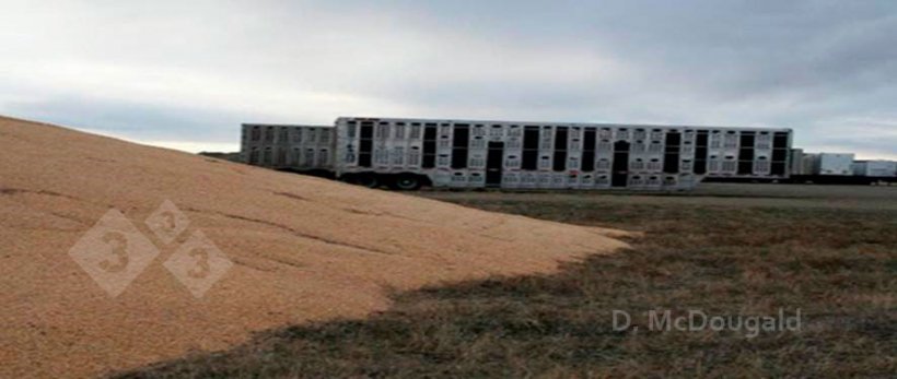 Bild 2: Sich ganz in der N&auml;he voneinander befindende kontaminierte Transportfahrzeuge und externe Maislager. Mit freundlicher Genehmigung von Dr. Doug McDougald.

