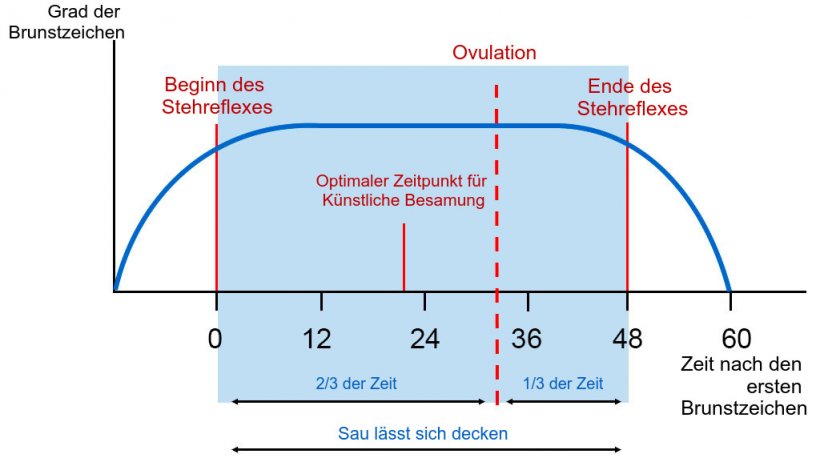 Abbildung 1: Schaubild des Stehreflexes, der Ovulation und des optimalen Zeitpunkts f&uuml;r die K&uuml;nstliche Besamung bei einer Sau mit 60-st&uuml;ndiger Brunst. Quelle: Carles Casanovas
