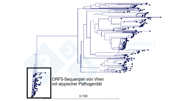 Abbildung 1: Phylogenetischer Baum mit der Historie der in einer Region entdeckten ORF5-Sequenzen im Zeitraum von 4 Jahren
